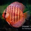Diskusfisch ASIA-NZ, Symphysodon Discus Red Turquoise (Red Royal) -Interaquaristik Verkäufe Diskusfisch Symphysodon aequifasciatus 10 Red turquoise 16