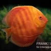 Diskusfisch ASIA-NZ, Symphysodon Discus Solid Red (San Merah) -Interaquaristik Verkäufe Diskusfisch Symphysodon aequifasciatus 13 San Merah 2