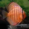 Diskusfisch ASIA-NZ, Symphysodon Discus Super Turquoise (Purple Turquoise) -Interaquaristik Verkäufe Diskusfisch Symphysodon aequifasciatus 14 Purple Turquoise 7
