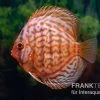Diskusfisch ASIA-NZ, Symphysodon Discus Red Eagle Turquoise -Interaquaristik Verkäufe Diskusfisch Symphysodon aequifasciatus 15 Red Eagle 2