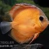 Diskusfisch ASIA-NZ, Symphysodon Discus Rose Red -Interaquaristik Verkäufe Diskusfisch Symphysodon aequifasciatus 18 Rose Red