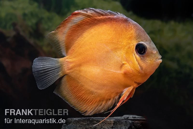 Diskusfisch ASIA-NZ, Symphysodon discus Rose Red Diskusfisch ASIA-NZ, Symphysodon Discus Rose Red -Interaquaristik Verkäufe Diskusfisch Symphysodon aequifasciatus 18 Rose Red
