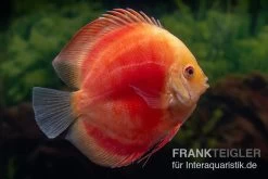 Diskusfisch ASIA-NZ, Symphysodon Discus Red Ruby