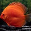 Diskusfisch ASIA-NZ, Symphysodon Discus Super Red -Interaquaristik Verkäufe Diskusfisch Symphysodon aequifasciatus 30 Super Red 3