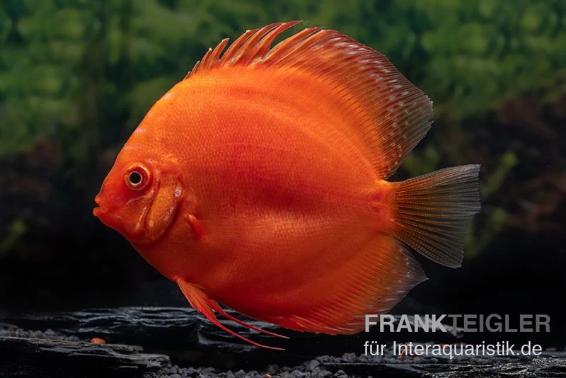 Diskusfisch ASIA-NZ, Symphysodon discus Super Red Diskusfisch ASIA-NZ, Symphysodon Discus Super Red -Interaquaristik Verkäufe Diskusfisch Symphysodon aequifasciatus 30 Super Red 3