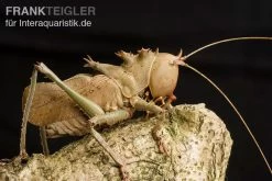 Drachenkopfschrecke, Eumegalodon Spec.