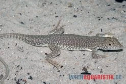 Dumérils Fransenfingereidechse, Acanthodactylus Scutellatus 5 Dumérils Fransenfingereidechse, Acanthodactylus Scutellatus -Interaquaristik Verkäufe Dumerils Fransenfingereidechse Acanthodactylus scutellatus 4