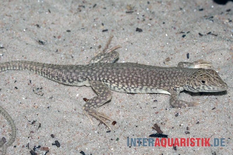 Dumérils Fransenfingereidechse, Acanthodactylus scutellatus Dumérils Fransenfingereidechse, Acanthodactylus Scutellatus -Interaquaristik Verkäufe Dumerils Fransenfingereidechse Acanthodactylus scutellatus 4