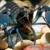Dunkelblauer Krebs Variante I, Cherax Sp. "Blue Moon Type I" -Interaquaristik Verkäufe Dunkelblauer Krebs Variante I Cherax sp Blue Moon Type I