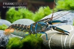 Dunkelblauer Krebs Variante II, Cherax Sp. "Blue Moon Type II" -Interaquaristik Verkäufe Dunkelblauer Krebs Variante II Cherax sp Blue Moon Type II 5