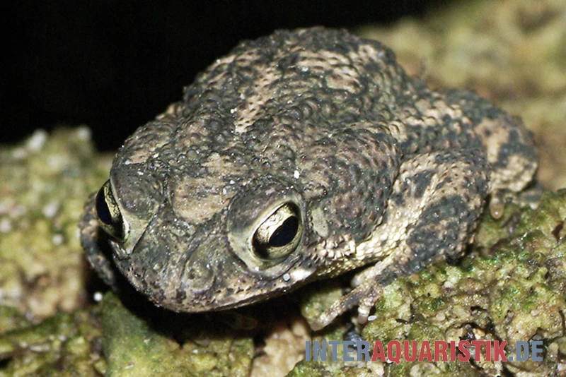 Eichenkröte, Bufo quercicus Eichenkröte, Bufo Quercicus -Interaquaristik Verkäufe Eichenkroete Bufo quercicus