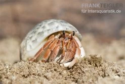 5 Kleine Landeinsiedlerkrebse, Coenobita Spec. -Interaquaristik Verkäufe Einsiedlerkrebs 2 1