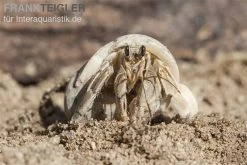 5 Kleine Landeinsiedlerkrebse, Coenobita Spec. -Interaquaristik Verkäufe Einsiedlerkrebs 3 1