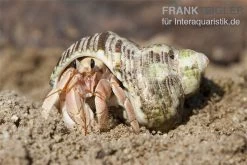 5 Kleine Landeinsiedlerkrebse, Coenobita Spec. -Interaquaristik Verkäufe Einsiedlerkrebs 3