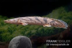 Endlichers Flösselhecht, Polypterus Endlicherii, NZ -Interaquaristik Verkäufe Endlichers Floesselhecht Polypterus endlicherii 3