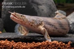 Endlichers Flösselhecht, Polypterus Endlicherii, NZ -Interaquaristik Verkäufe Endlichers Floesselhecht Polypterus endlicherii 4