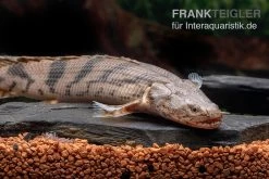 Endlichers Flösselhecht, Polypterus Endlicherii, NZ -Interaquaristik Verkäufe Endlichers Floesselhecht Polypterus endlicherii 5