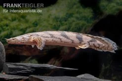 Endlichers Flösselhecht, Polypterus Endlicherii, NZ -Interaquaristik Verkäufe Endlichers Floesselhecht Polypterus endlicherii 6