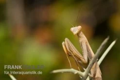 Europäische Gottesanbeterin, Mantis Religiosa -Interaquaristik Verkäufe Europaeische Gottesanbeterin Mantis religiosa
