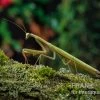 Europäische Gottesanbeterin, Mantis Religiosa -Interaquaristik Verkäufe Europaeische Gottesanbeterin Mantis religiosa neu 1