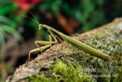 Europäische Gottesanbeterin, Mantis Religiosa -Interaquaristik Verkäufe Europaeische Gottesanbeterin Mantis religiosa neu 3