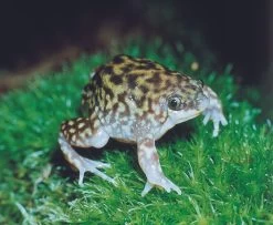 Ferkelfrosch, Hemisus Marmoratus -Interaquaristik Verkäufe Ferkelfrosch Hemisus marmoratus