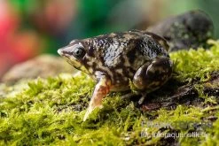 Ferkelfrosch, Hemisus Marmoratus -Interaquaristik Verkäufe Ferkelfrosch Hemisus marmoratus neu 3