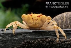 Fire-Crab, Holthuisana Cf. Lipkei
