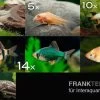 Zierfisch-Sortiment Hartwasser Für 120 Cm -Interaquaristik Verkäufe Fischsortiment Hartwasser 120