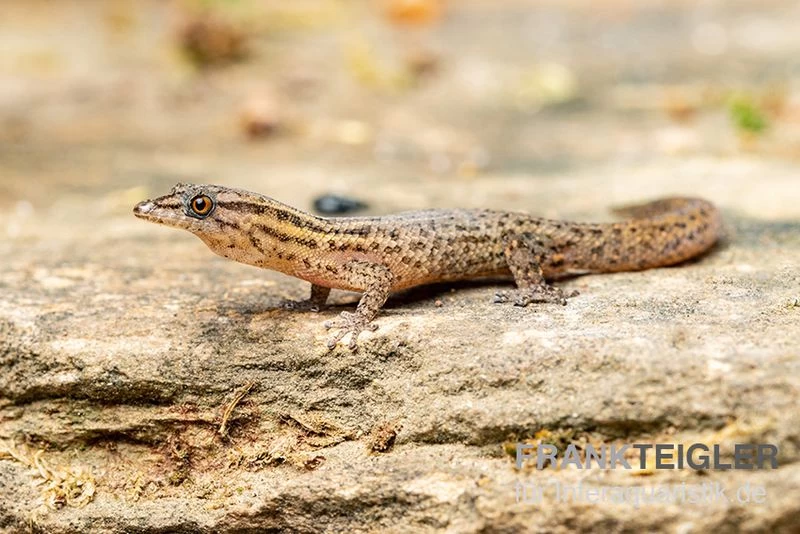 Florida-Riff-Gecko, Sphaerodactylus notatus Florida-Riff-Gecko, Sphaerodactylus Notatus -Interaquaristik Verkäufe Florida Riff Gecko Sphaerodactylus notatus 2