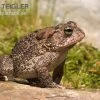 Floridakröte, Bufo Terrestris -Interaquaristik Verkäufe Floridakroete Bufo terrestris 2