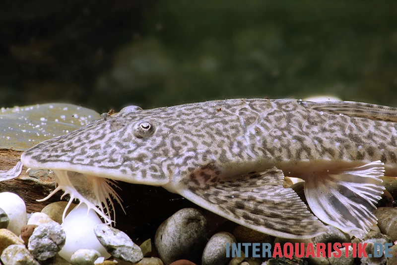 Flunder-Harnischwels, Pseudohemiodon laticeps Flunder-Harnischwels, Pseudohemiodon Laticeps -Interaquaristik Verkäufe Flunder Harnischwels Pseudohemiodon laticeps