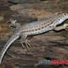 Franseneidechse, Acanthodactylus Boskianus -Interaquaristik Verkäufe Franseneidechse Acanthodactylus boskianus 1