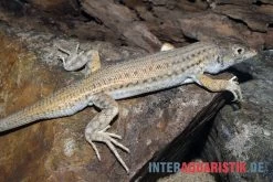 Franseneidechse, Acanthodactylus Boskianus -Interaquaristik Verkäufe Franseneidechse Acanthodactylus boskianus 3