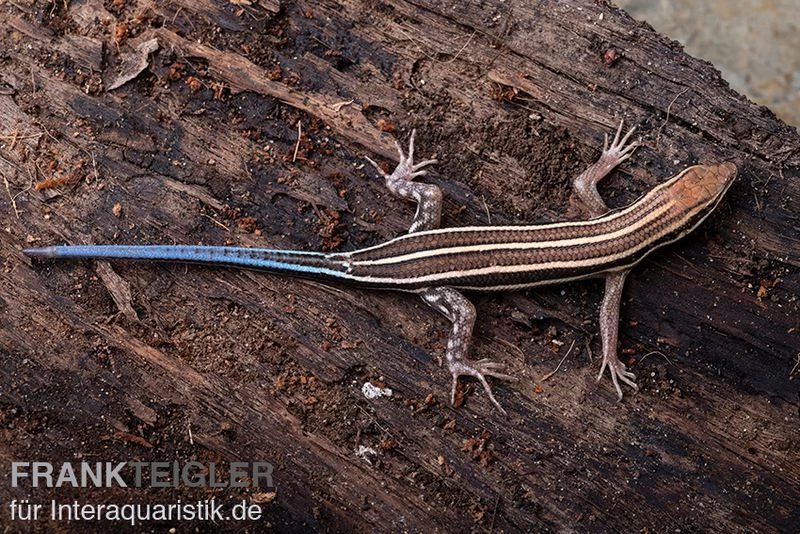 Fünfstreifenskink, Trachylepis quinquetaeniata Fünfstreifenskink, Trachylepis Quinquetaeniata -Interaquaristik Verkäufe Fuenfstreifenskink Trachylepis quinquetaeniata 1 neu jpg