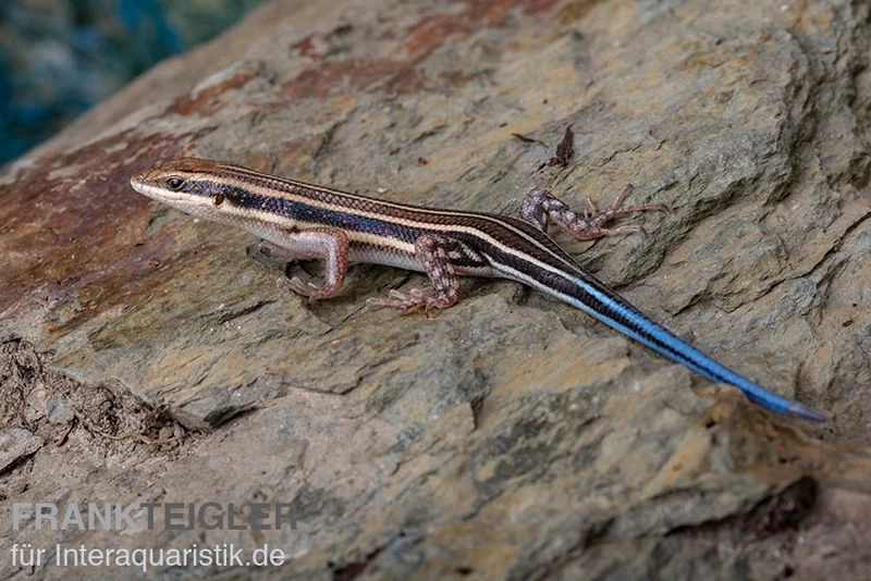 Fünfstreifenskink, Trachylepis quinquetaeniata Fünfstreifenskink, Trachylepis Quinquetaeniata -Interaquaristik Verkäufe Fuenfstreifenskink Trachylepis quinquetaeniata 2 neu jpg