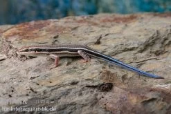 Fünfstreifenskink, Trachylepis Quinquetaeniata 4 Fünfstreifenskink, Trachylepis Quinquetaeniata -Interaquaristik Verkäufe Fuenfstreifenskink Trachylepis quinquetaeniata 3 neu jpg