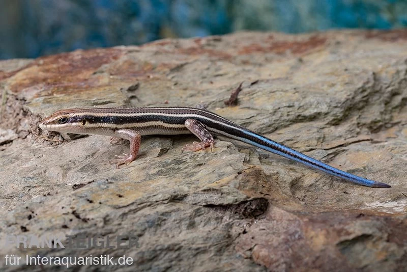 Fünfstreifenskink, Trachylepis quinquetaeniata Fünfstreifenskink, Trachylepis Quinquetaeniata -Interaquaristik Verkäufe Fuenfstreifenskink Trachylepis quinquetaeniata 3 neu jpg