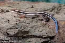 Fünfstreifenskink, Trachylepis Quinquetaeniata 5 Fünfstreifenskink, Trachylepis Quinquetaeniata -Interaquaristik Verkäufe Fuenfstreifenskink Trachylepis quinquetaeniata 4 neu jpg