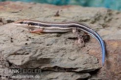 Fünfstreifenskink, Trachylepis Quinquetaeniata 6 Fünfstreifenskink, Trachylepis Quinquetaeniata -Interaquaristik Verkäufe Fuenfstreifenskink Trachylepis quinquetaeniata 5 neu jpg