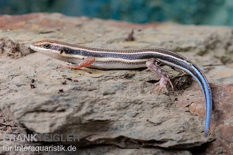 Fünfstreifenskink, Trachylepis quinquetaeniata Fünfstreifenskink, Trachylepis Quinquetaeniata -Interaquaristik Verkäufe Fuenfstreifenskink Trachylepis quinquetaeniata 6 neu jpg