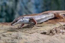 Fünfstreifenskink, Trachylepis Quinquetaeniata 8 Fünfstreifenskink, Trachylepis Quinquetaeniata -Interaquaristik Verkäufe Funfstreifenskink Trachylepis quinquetaeniata 2 1