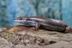 Fünfstreifenskink, Trachylepis Quinquetaeniata 9 Fünfstreifenskink, Trachylepis Quinquetaeniata -Interaquaristik Verkäufe Funfstreifenskink Trachylepis quinquetaeniata 2 2