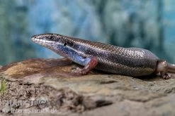 Fünfstreifenskink, Trachylepis Quinquetaeniata 10 Fünfstreifenskink, Trachylepis Quinquetaeniata -Interaquaristik Verkäufe Funfstreifenskink Trachylepis quinquetaeniata 2 3