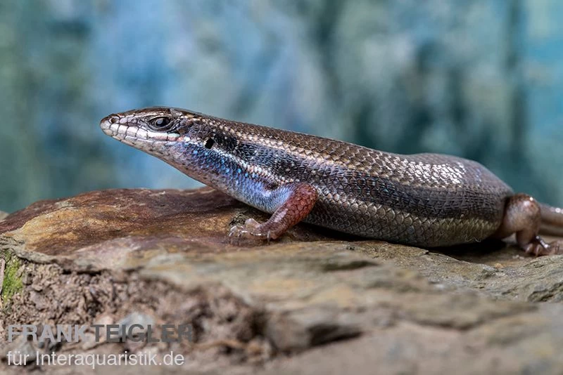 Fünfstreifenskink, Trachylepis quinquetaeniata Fünfstreifenskink, Trachylepis Quinquetaeniata -Interaquaristik Verkäufe Funfstreifenskink Trachylepis quinquetaeniata 2 3