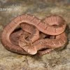 Gansi-Eierschlange, Dasypeltis Gansi -Interaquaristik Verkäufe Gansi Eierschlange Dasypeltis gansi neu 1