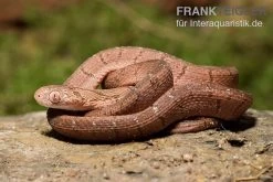 Gansi-Eierschlange, Dasypeltis Gansi -Interaquaristik Verkäufe Gansi Eierschlange Dasypeltis gansi neu 3