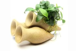 Dennerle Garnelen-Amphore, Anubias Nana "Bonsai" Auf 3er Tonamphore