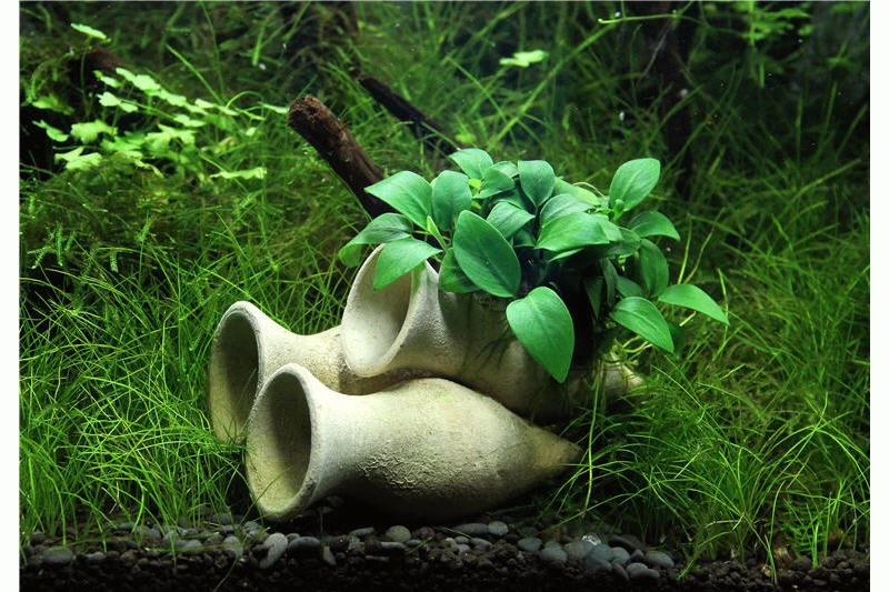Dennerle Garnelen-Amphore, Anubias nana "Bonsai" auf 3er Tonamphore Dennerle Garnelen-Amphore, Anubias Nana "Bonsai" Auf 3er Tonamphore -Interaquaristik Verkäufe Garnelen Amphore mit Anubias Bonsai im Aquarium