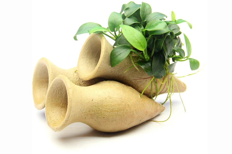 Dennerle Garnelen-Amphore, Anubias nana "Bonsai" auf 3er Tonamphore Dennerle Garnelen-Amphore, Anubias Nana "Bonsai" Auf 3er Tonamphore -Interaquaristik Verkäufe Garnelen Amphore mit Anubias Bonsai